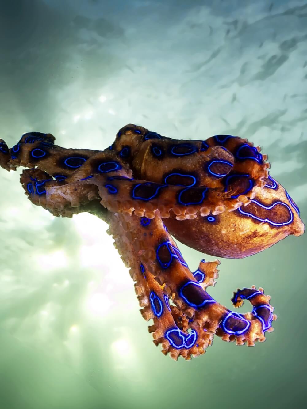 ¿Es el pulpo un alienígena en nuestros mares? | El Mundo