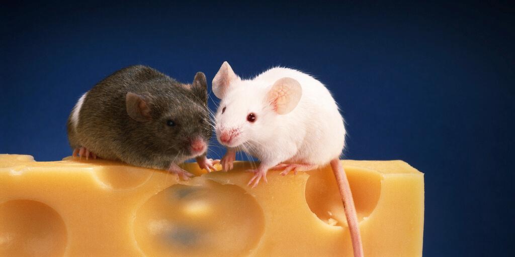 El Ratton El segundo ratón | El Mundo de Mañana